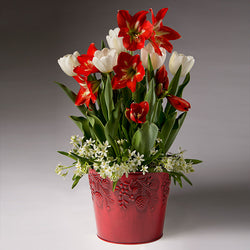 Red Amaryllis with White Tulips and Star of Bethlehem