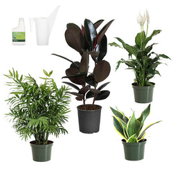 Air-Purifying House Plant Kit