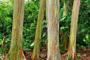 Eucalyptus Trees image