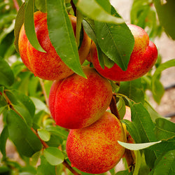 Harko Nectarine Tree