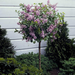 Korean Lilac Tree