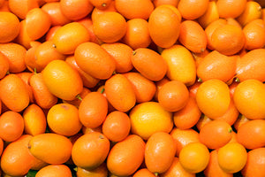 Kumquat Trees image