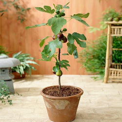 Little Miss Figgy™ Tree - USDA Organic