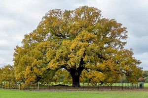 Oak Trees image
