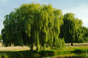 Willow Trees image